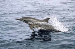 Long-snouted Spinner Dolphin (Stenella longirostris) Long-snouted Spinner Dolphin (Stenella longirostris)