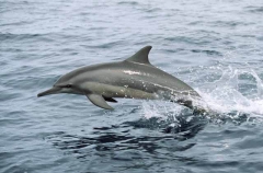Long-snouted Spinner Dolphin (Stenella longirostris) Long-snouted Spinner Dolphin (Stenella longirostris)