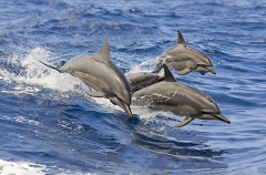 Long-snouted Spinner Dolphins (Stenella longirostris) Long-snouted Spinner Dolphins (Stenella longirostris)