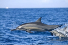 Long-snouted Spinner Dolphin (Stenella longirostris) Long-snouted Spinner Dolphin (Stenella longirostris)