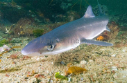 White-spotted Spurdog (Squalus acanthias) White-spotted Spurdog (Squalus acanthias)