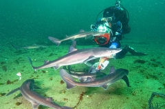 White-spotted Spurdogs (Squalus acanthias) White-spotted Spurdogs (Squalus acanthias)
