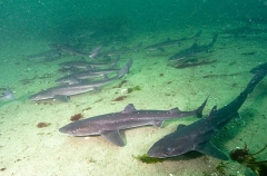 White-spotted Spurdogs (Squalus acanthias) White-spotted Spurdogs (Squalus acanthias)