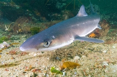 White-spotted Spurdog (Squalus acanthias) White-spotted Spurdog (Squalus acanthias)