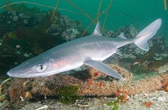 White-spotted Spurdog (Squalus acanthias) White-spotted Spurdog (Squalus acanthias)