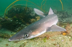 White-spotted Spurdog (Squalus acanthias) White-spotted Spurdog (Squalus acanthias)
