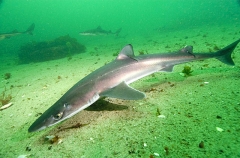 White-spotted Spurdog (Squalus acanthias) White-spotted Spurdog (Squalus acanthias)