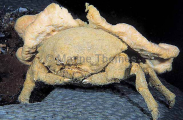 Edward's Sponge Crab (Dromidiopsis edwardsi) Edward's Sponge Crab (Dromidiopsis edwardsi)