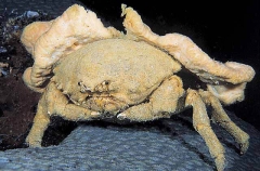 Edward's Sponge Crab (Dromidiopsis edwardsi) Edward's Sponge Crab (Dromidiopsis edwardsi)