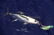 Yellowfin Tuna (Thunnus albacares)