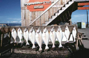 Pacific halibut (Hippoglossus stenolepis) Pacific halibut (Hippoglossus stenolepis)