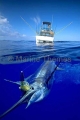 Atlantic Blue Marlin (Makaira nigricans) Atlantic Blue Marlin (Makaira nigricans)