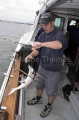 Deck hand on recreational fishing charter boat with Elephant Fish Chimaera (Callorhinchus milii) Deck hand on recreational fishing charter boat with Elephant Fish Chimaera (Callorhinchus milii)