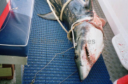 Mako Shark (Isurus oxyrinchus)