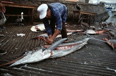 Striped Marlin (Tetrapturus audax) Striped Marlin (Tetrapturus audax)