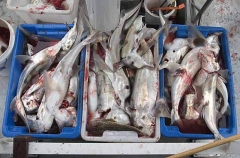Boxes of Elephant Fish Chimaeras (Callorhinchus milii) Boxes of Elephant Fish Chimaeras (Callorhinchus milii)