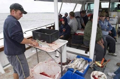 Deck hand cleaning Elephant Fish Chimaeras (Callorhinchus milii) Deck hand cleaning Elephant Fish Chimaeras (Callorhinchus milii)