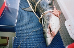 Mako Shark (Isurus oxyrinchus) Mako Shark (Isurus oxyrinchus)
