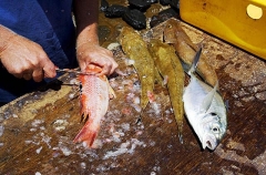 Fisherman cleaning his catch. Fisherman cleaning his catch.