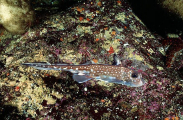 Spotted Ratfish Chimaera (Hydrolagus colliei) Spotted Ratfish Chimaera (Hydrolagus colliei)