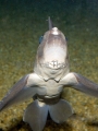 Spotted Ratfish Chimaera (Hydrolagus colliei) Spotted Ratfish Chimaera (Hydrolagus colliei)