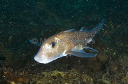 Spotted Ratfish Chimaera (Hydrolagus colliei)