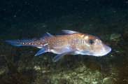 Spotted Ratfish Chimaera (Hydrolagus colliei) Spotted Ratfish Chimaera (Hydrolagus colliei)
