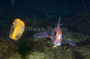 Spotted Ratfish Chimaera (Hydrolagus colliei) Spotted Ratfish Chimaera (Hydrolagus colliei)