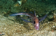 Spotted Ratfish Chimaera (Hydrolagus colliei) Spotted Ratfish Chimaera (Hydrolagus colliei)