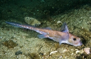 Spotted Ratfish Chimaera (Hydrolagus colliei) Spotted Ratfish Chimaera (Hydrolagus colliei)