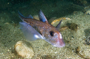 Spotted Ratfish Chimaera (Hydrolagus colliei) Spotted Ratfish Chimaera (Hydrolagus colliei)