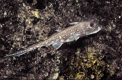 Spotted Ratfish Chimaera (Hydrolagus colliei)