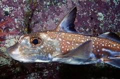 Spotted Ratfish Chimaera (Hydrolagus colliei)