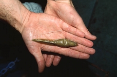 Egg case of Spotted Ratfish Chimaera (Hydrolagus colliei)