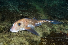 Spotted Ratfish Chimaera (Hydrolagus colliei) Spotted Ratfish Chimaera (Hydrolagus colliei)