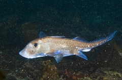 Spotted Ratfish Chimaera (Hydrolagus colliei) Spotted Ratfish Chimaera (Hydrolagus colliei)