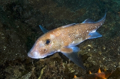Spotted Ratfish Chimaera (Hydrolagus colliei) Spotted Ratfish Chimaera (Hydrolagus colliei)