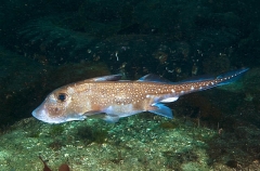 Spotted Ratfish Chimaera (Hydrolagus colliei) Spotted Ratfish Chimaera (Hydrolagus colliei)