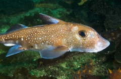 Spotted Ratfish Chimaera (Hydrolagus colliei) Spotted Ratfish Chimaera (Hydrolagus colliei)