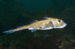 Spotted Ratfish Chimaera (Hydrolagus colliei) Spotted Ratfish Chimaera (Hydrolagus colliei)