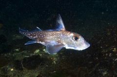 Spotted Ratfish Chimaera (Hydrolagus colliei) Spotted Ratfish Chimaera (Hydrolagus colliei)