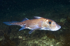 Spotted Ratfish Chimaera (Hydrolagus colliei) Spotted Ratfish Chimaera (Hydrolagus colliei)