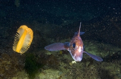 Spotted Ratfish Chimaera (Hydrolagus colliei) Spotted Ratfish Chimaera (Hydrolagus colliei)