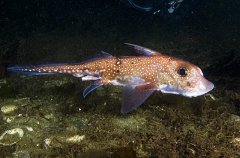 Spotted Ratfish Chimaera (Hydrolagus colliei) Spotted Ratfish Chimaera (Hydrolagus colliei)