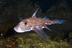 Spotted Ratfish Chimaera (Hydrolagus colliei) Spotted Ratfish Chimaera (Hydrolagus colliei)