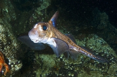 Spotted Ratfish Chimaera (Hydrolagus colliei) Spotted Ratfish Chimaera (Hydrolagus colliei)