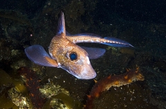 Spotted Ratfish Chimaera (Hydrolagus colliei) Spotted Ratfish Chimaera (Hydrolagus colliei)