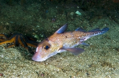 Spotted Ratfish Chimaera (Hydrolagus colliei) Spotted Ratfish Chimaera (Hydrolagus colliei)