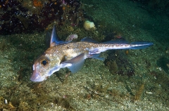 Spotted Ratfish Chimaera (Hydrolagus colliei) Spotted Ratfish Chimaera (Hydrolagus colliei)