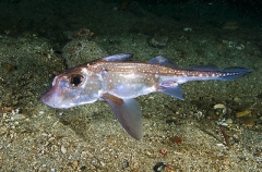 Spotted Ratfish Chimaera (Hydrolagus colliei) Spotted Ratfish Chimaera (Hydrolagus colliei)